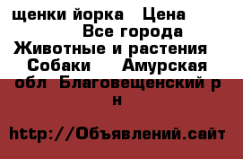 щенки йорка › Цена ­ 15 000 - Все города Животные и растения » Собаки   . Амурская обл.,Благовещенский р-н